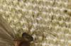 Sterrhopterix fusca